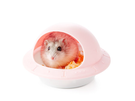 A curious hamster peeks out from its cozy habitat filled with bedding materialsの写真素材