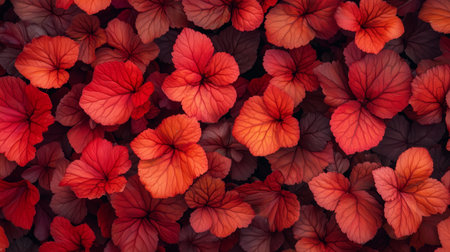 Vibrant leaves of red and orange plants densely cover the ground in an autumn garden during a sunny afternoonの素材