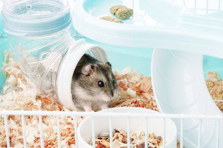 A curious hamster exploring its brightly colored habitat on a sunny afternoonの写真素材