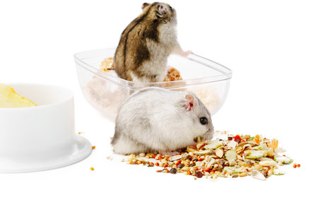 A curious hamster stands upright beside a clean white bowl in a minimalist indoor settingの写真素材