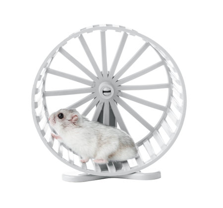 A playful hamster exercises energetically in a white wheel on a white backgroundの写真素材