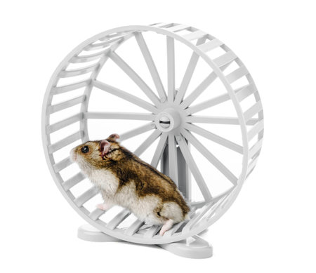 A playful hamster exercises energetically in a white wheel on a white backgroundの写真素材