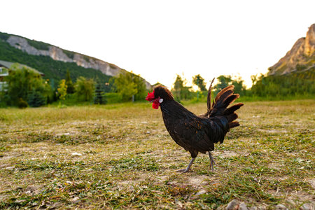 A solitary rooster wandering in a lush green pasture during sunseの写真素材