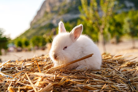 Cute white rabbit nibbling on a piece of straw in a sunny outdoor settingの写真素材