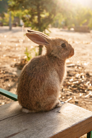A small brown rabbit curiously explores a wooden bench near hay bales in a sunny farm