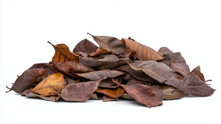 Pile of dry brown leaves showcasing autumns beauty on a bright backgroundの素材