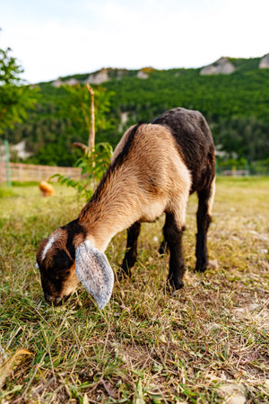A friendly goat exploring a grassy field under a clear sky in a serene countrysideの写真素材