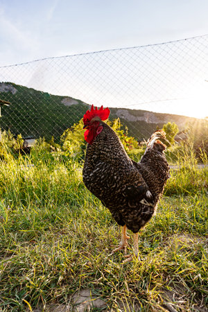 A solitary rooster wandering in a lush green pasture during sunseの写真素材