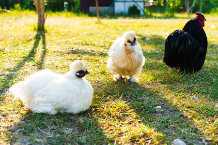 Three chickens relax on a sunny day in a green yard near a farmhouseの写真素材