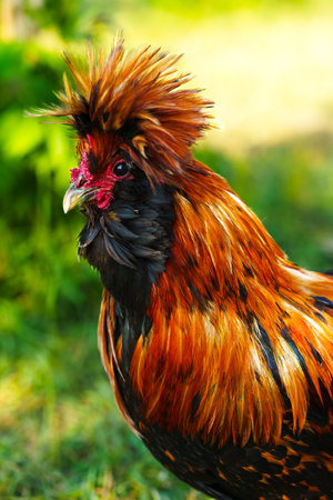Colorful rooster displays vibrant plumage in a lush garden setting during the afternoonの写真素材