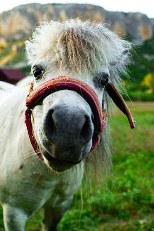 Miniature horse stands in a lush green pasture with mountains in the background during a sunny dayの写真素材