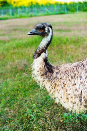 Emu walking through lush green grass in a vibrant farm landscape during daylightの写真素材