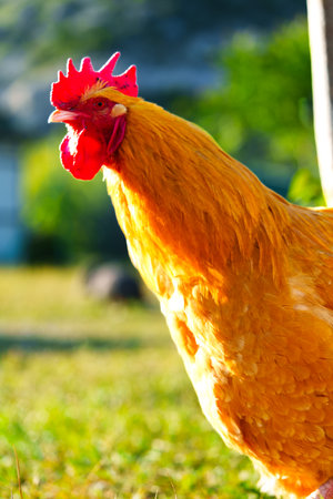 Bright golden rooster stands proudly in a sunny garden setting during early morning hoursの写真素材