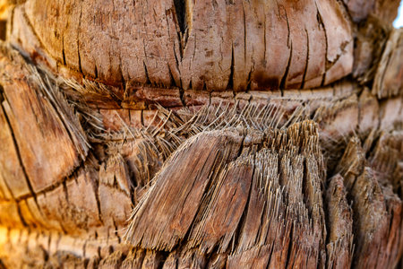 Close-up view of weathered palm tree trunk revealing intricate texture and natural patterns at sunsetの写真素材