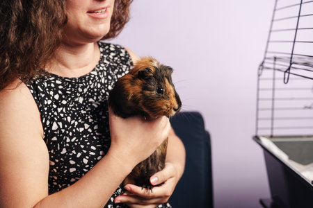 Close bond between a woman and her pet guinea pig at home during a cozy afternoonの写真素材