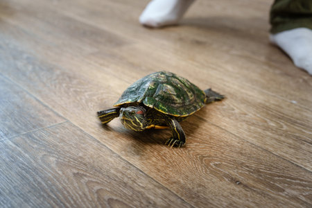 Turtle explores a living room floor as family members engage in indoor activitiesの写真素材