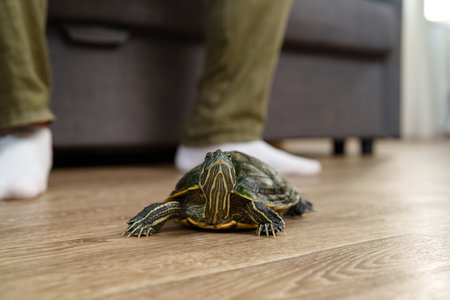 Turtle explores a living room floor while a person stands nearby, creating a cozy indoor atmosphere