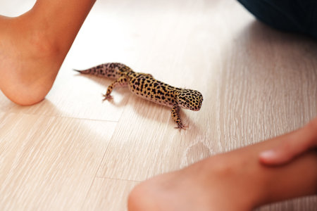 Leopard gecko explores wooden floor while children play nearby at home during afternoonの写真素材