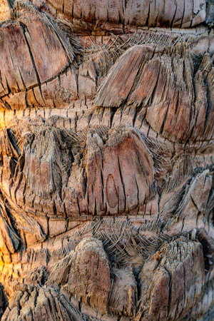 Detailed view of a weathered palm tree trunk showcasing texture and patterns in natural sunlight