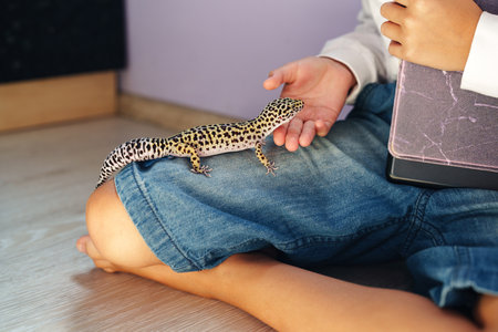 Leopard gecko interacts with child at home on a warm afternoon in casual settingの写真素材