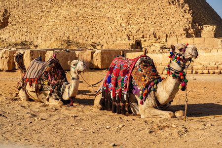 Camels resting in front of the Great Pyramid during golden hour in Giza desertの写真素材