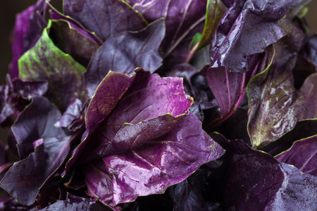 Purple leaves of basil close up shot