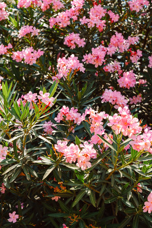 Vibrant pink flowers bloom among lush green foliage in a sunny garden setting during spring