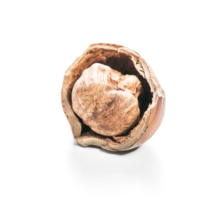Hazelnut in its shell showcases natural texture and earthy tones