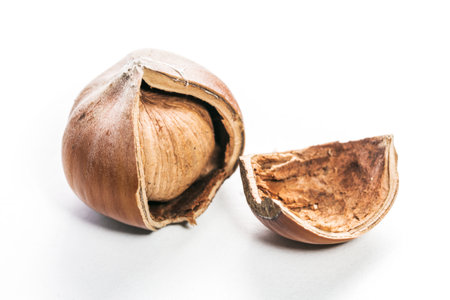 Hazel nut split open showing the inner seed on a clean white backgroundの写真素材