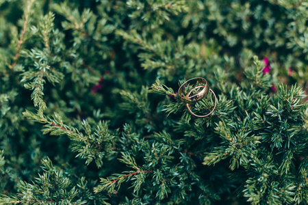 Wedding rings nestled among lush green foliage in a serene outdoor settingの写真素材