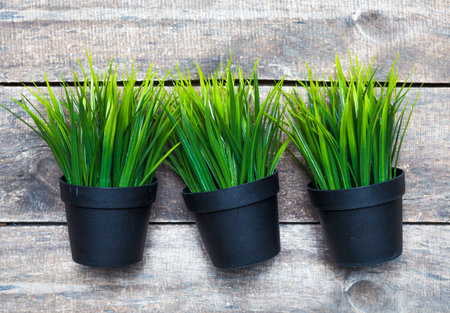 Lush green plants in black pots arranged on rustic wooden backgroundの写真素材