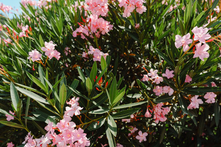 Pink oleander flowers blooming abundantly amidst lush green foliage under bright sunlight
