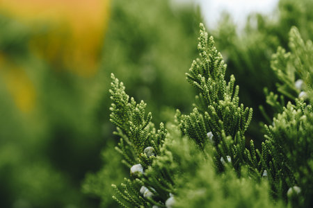 Close-up view of vibrant green foliage in a natural setting on a sunny dayの写真素材