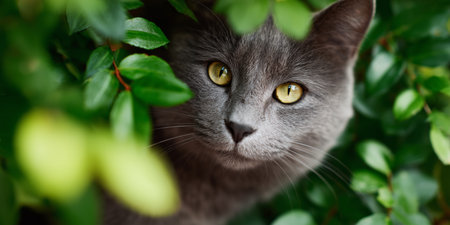 Gray cat peeking through green leaves in a garden during sunny weatherの素材