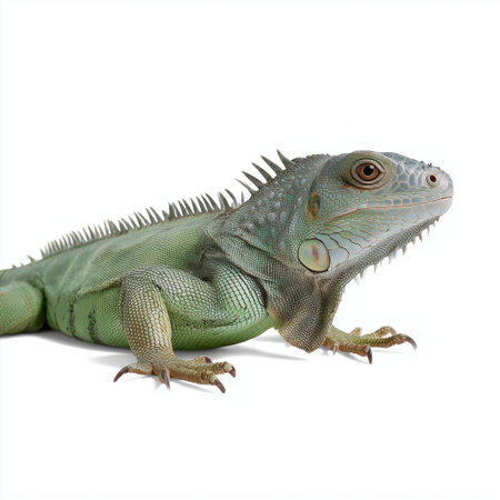Green iguana resting calmly on a white surface with clear details visibleの素材