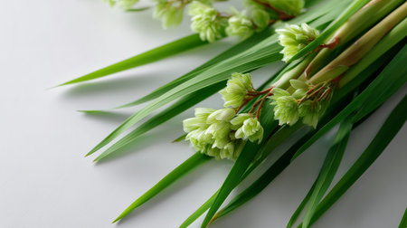Beautiful green flowers and leaves arranged on a white background for displayの素材
