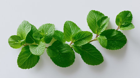 Fresh mint leaves arranged neatly on a light background for culinary use and decorationの素材