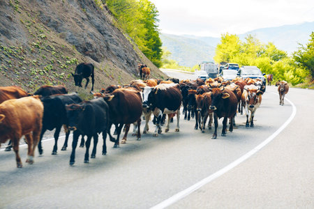 Cows moving down the road near a forest with cars stopped in the background