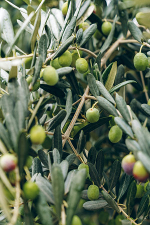 Olive tree branches grow with green fruit in a garden during daytime