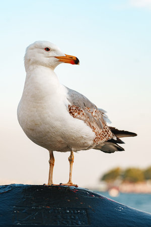 Seagull standing on a dock near water during a sunny day in a coastal areaの写真素材