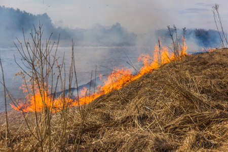 Burning dry grass on the river bank. Spring.の写真素材