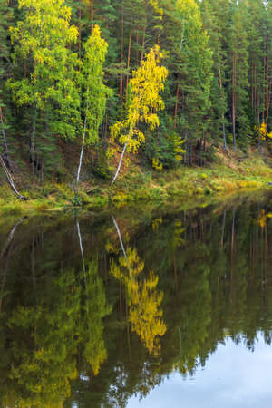 Reflection of trees in water of the river Mologa.の写真素材