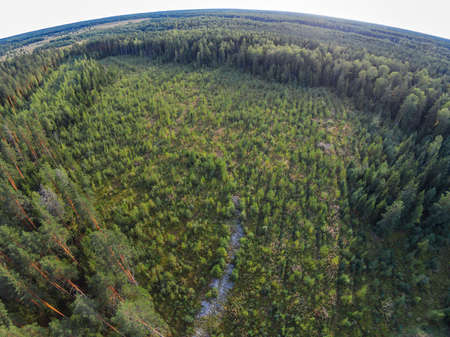 Old overgrown plots where they cut down the forest.の写真素材