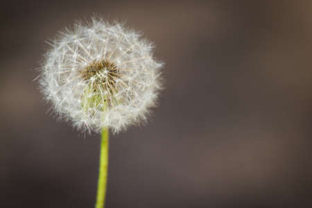Dandelion ordinary (lat. Taráxacum officinále)の写真素材