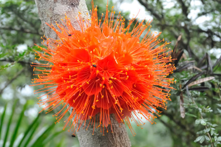The dazzling Brownea grandiceps flower, also known as the Mountain Rose. Its vibrant orange-red stamens radiate from the center, creating an explosive, spherical shape that contrasts beautifully with the tree bark and the soft blur of the green foliage in the background, capturing the essence of tropical biodiversity.の写真素材