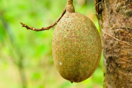 A close-up shot of a wild cupuacu, an Amazonian fruit, hanging from a sturdy branch in a jungle setting. The oval-shaped, brownish-green fruit with a rough texture stands out against a blurred green background, suggesting a natural and lush environment.の写真素材