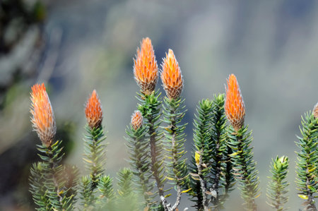 A close-up of the Chuquiragua plant (Chuquiraga jussieui), also known as the "Andean climber's flower," in full bloom.の写真素材