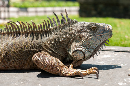 Close-up of an adult green iguana, with its scaly skin and distinctive dorsal crest, resting on the pavement of Seminario Park, in the city of Guayaquil.の写真素材