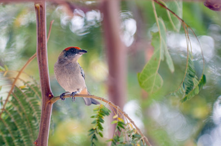 Scrub Tanager (Stilpnia vitriolina) displaying its vibrant orange, black, beige, and turquoise plumage. The sharp focus on the bird contrasts with a softly blurred natural background, creating a serene and detailed wildlife image.の写真素材