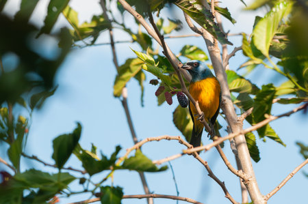 Blue-and-yellow Tanager Among Leaves and Wild Fruitsの写真素材